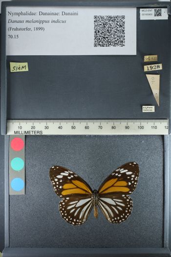 Media type: image;   Entomology 165900